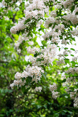 Beautiful botanical garden, flowers and blooming bushes in spring