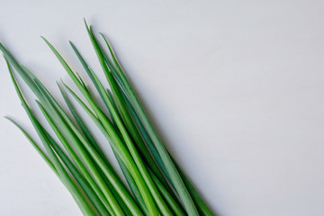 Fresh green onions isolated on white background