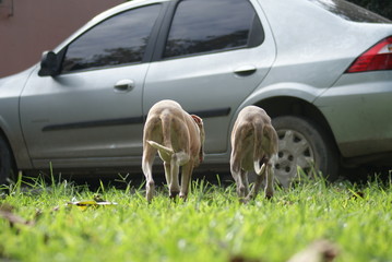 Whippet filhote - Musculatura - Pernas fortes