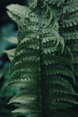 Green fern leaves