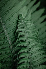 Green fern leaves