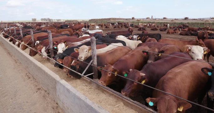 Tracking shot of cattle being fed in a feedlot