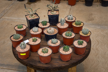 coleccion cactus