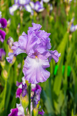 Purple Iris