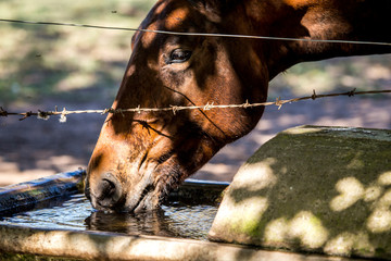 caballo bebedero