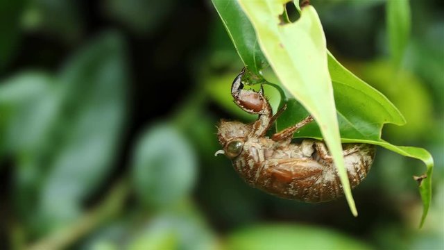 Exotic Insect with white horn and big eyes. Tropical Insects on leaf in Colombia. Macro shot of a strange ugly insect. Terrifying insect with scorpion hands.