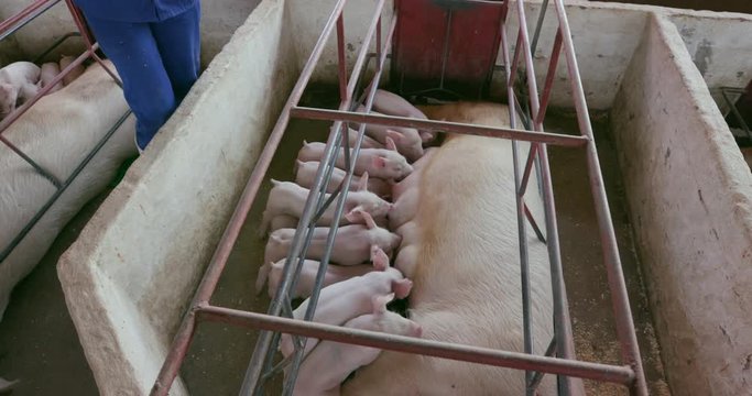 Woman pig farmer using a tablet to monitor progress of pigs on an industrial pig farm