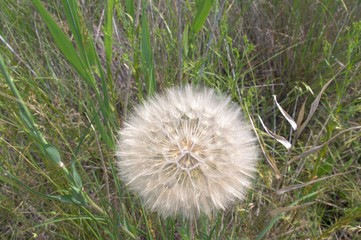  Big fluffy dandelion in green grass