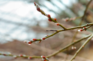 Fluffy willow buds in spring. Willow branch.