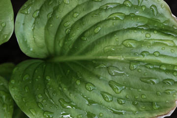 Green leaf with rain drops