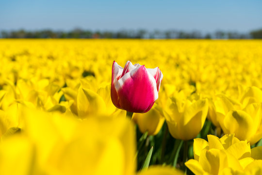 One different color outstanding from the other yellow tulps flower. All yellow tulps with one special red and white tulp in the middle. Close up macro shot with blurred background.