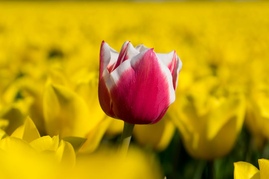 Macro shot of different color tulp. One sharp red and white tulp in the foreground with yellow field of tulps in the blurred background. Sharp close up colorful tulp flower.
