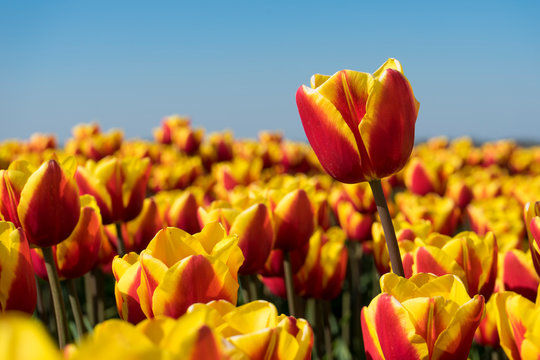 Super sharp close up macro shot of amazing red, yellow holland dutch tulp flower. Perfectly bright sunlight and colorful red and yellow tulp. One macro flower with field of tulps in blurred.