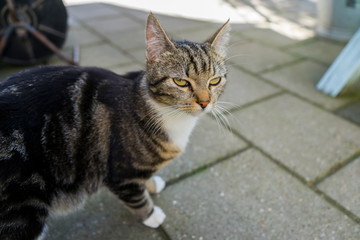 Lazy cat looking portrait with yellow eyes. Striped cat standing outside on the stones of a garden. Blurred background sharp head.
