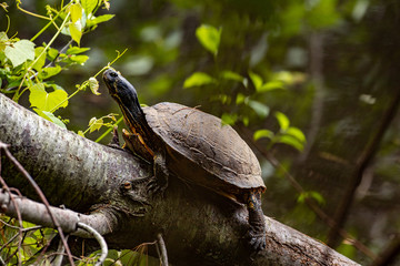 tortoise