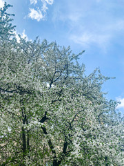 Springtime White Flowering Tree and the Sun on sky background