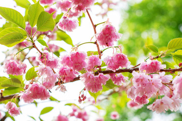 Closeup view of blooming spring tree on sunny day
