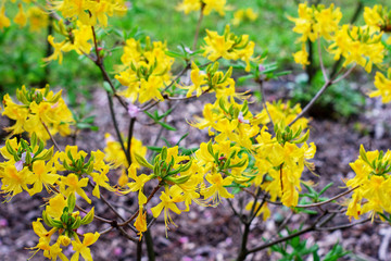 Closeup view of blooming spring tree on sunny day