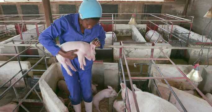 Woman pig farmer picking up and examining piglets on an industrial pig farm