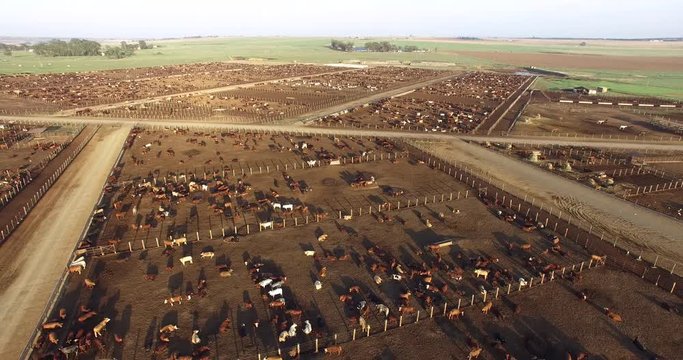 Aerial view of a cattle feedlot