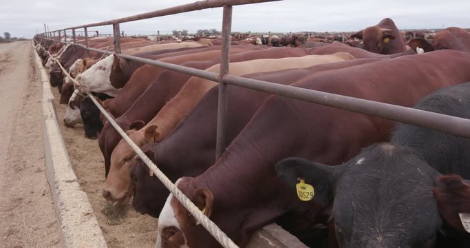 Close up tracking shot of cows being fed in a feedlot