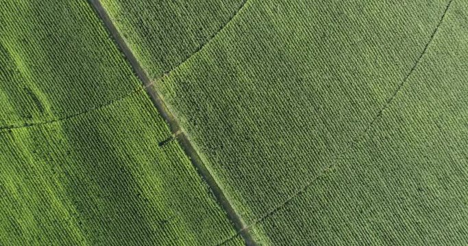 High aerial view of irrigation patterns in corn field