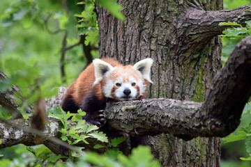 Red Panda Ailurus Fulgens Lying on Branch Closeup