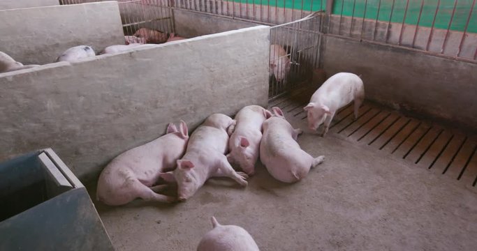 Moving shot of young pigs in their enclosure on an industrial pig farm