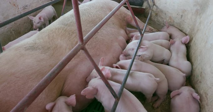 Mother And Piglets In A Farrowing Crate On An Industrial Pig Farm