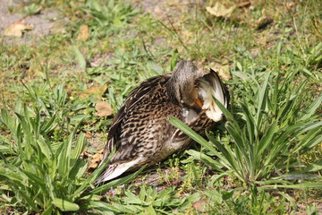 canard