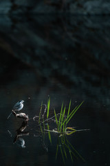 bird sitting on branch submerged in lake