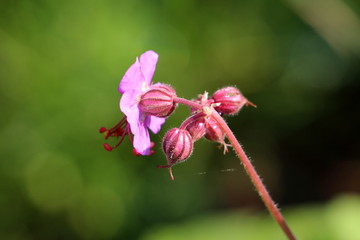 Back view of Bigroot geranium or Geranium macrorrhizum or Bulgarian geranium or Rock cranes-bill ornamental flowering plant with pink to magenta open flowers and flower buds on hairy stem with light g