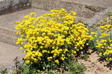 Basket of gold or Aurinia saxatilis or Goldentuft alyssum or Golden alyssum or Golden alison or Gold-dust or Golden-tuft alyssum or Golden-tuft madwort or Rock madwort little rounded evergreen perenni
