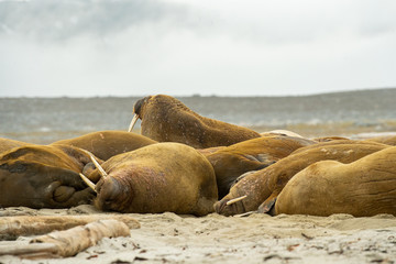 Walrus beach