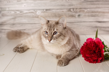 Thai cat in spring flowers