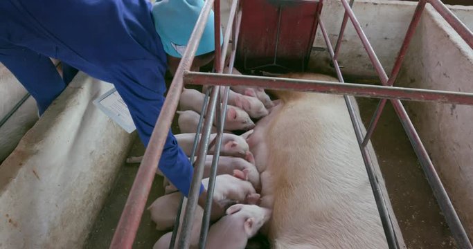 Woman pig farmer using a tablet to monitor progress of pigs on an industrial pig farm