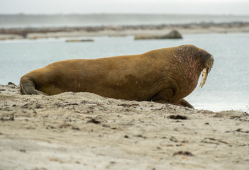 Naklejka premium Walrus Big boy