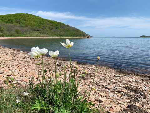 White poppies on  Russkiy (Russian, Russky) island in Bay the New Dzhigit in spring sunny day. Vladivostok, Russia