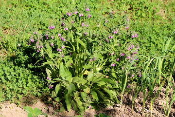 Common comfrey or Symphytum officinale or True comfrey or Quaker comfrey or Cultivated comfrey or...