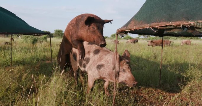 Free range pig mating