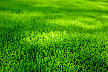 Grünes Gras - Weites Feld