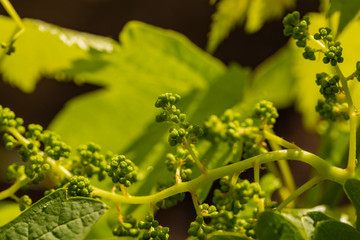 Viticulture - flowers of the vine. Wine-making. Technology of wine production. Wine production in Moldova.