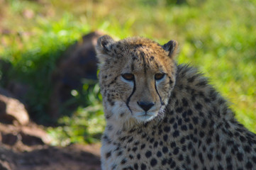 Portrait of a cute young Cheetah in Rhino and Lion nature reserve Johannesburg South Africa