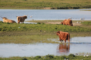 boeuf highland