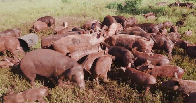 Close-up view of small group of free range pigs feeding in a field