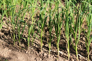 Green garlic or Allium sativum bulbous young plant planted in rows in local urban garden surrounded with dry soil on warm sunny spring day