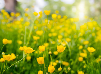 Fototapeta premium Field of buttercup flowers blooming in the sunlight; Sea of small yellow flowers and green stems