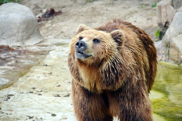 Brown Bear Ursus Arctos Beringianus 