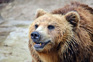 Brown Bear Ursus Arctos Beringianus Head Closeup 