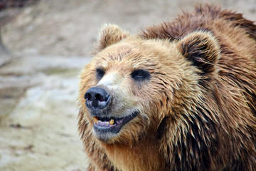 Fototapeta premium Brown Bear Ursus Arctos Beringianus Head Closeup 